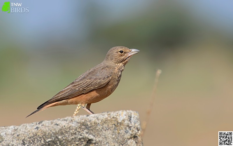 Rufous-tailed Lark